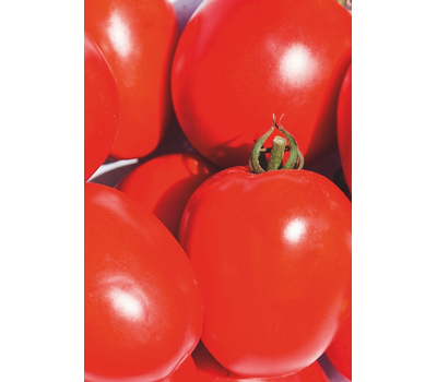  Одиль F1 - томат детерминантный, 1 000 и 25 000 семян, Seminis/Семинис (Голландия), фото 2 