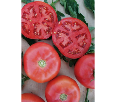  Пинк Буш F1 - семена томатов, Sakata seeds/Саката сидз (Япония), фото 6 