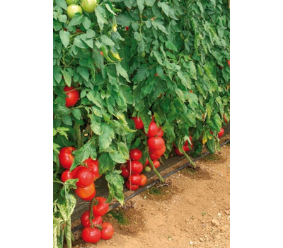  Пинк Импрэшн F1 (TM 10739) - семена томатов, 50 и 500 семян, Sakata seeds/Саката сидз (Япония), фото 5 