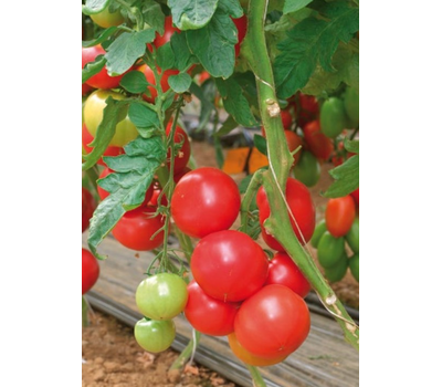  Пинк Импрэшн F1 (TM 10739) - семена томатов, 50 и 500 семян, Sakata seeds/Саката сидз (Япония), фото 6 
