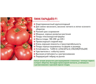 Пинк Парадайз F1 - семена томатов, 50 и 500 семян, Sakata seeds/Саката сидз (Япония), фото 4 