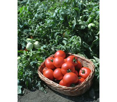  Полбиг F1 - томат детерминантный, 1 000 семян, Bejo/Бейо (Голландия), фото 4 