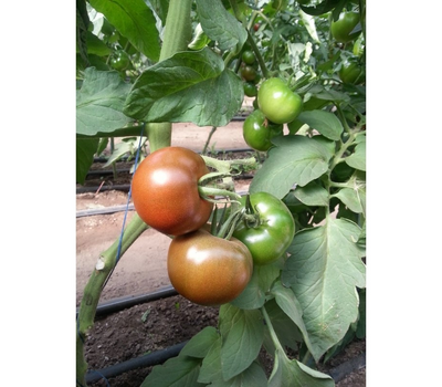  Сашер F1 - семена томатов, 500 и 1 000 семян, Yuksel/Юксел (Турция), фото 5 