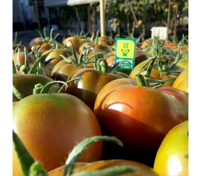  Сашер F1 - семена томатов, 500 и 1 000 семян, Yuksel/Юксел (Турция), фото 7 