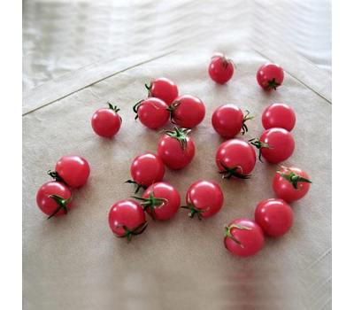  Рианна  F1 - семена томатов, 500 семян, Sakata seeds/Саката сидз (Япония), фото 2 