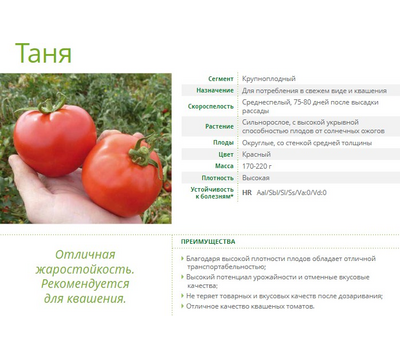  Таня F1- томат детерминантный, 1 000 семян, Seminis/Семинис (Голландия), фото 2 