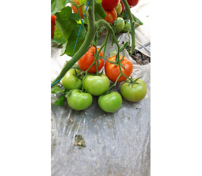  Агилис F1 - семена томатов, 500 семян, Enza Zaden/Энза Заден (Голландия), фото 8 