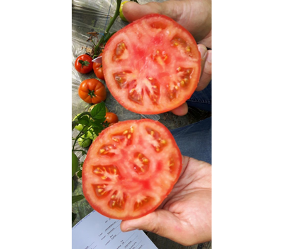  Агилис F1 - семена томатов, 500 семян, Enza Zaden/Энза Заден (Голландия), фото 9 