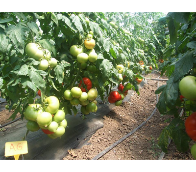  Агилис F1 - семена томатов, 500 семян, Enza Zaden/Энза Заден (Голландия), фото 6 