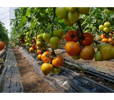  Агилис F1 - семена томатов, 500 семян, Enza Zaden/Энза Заден (Голландия), фото 3 