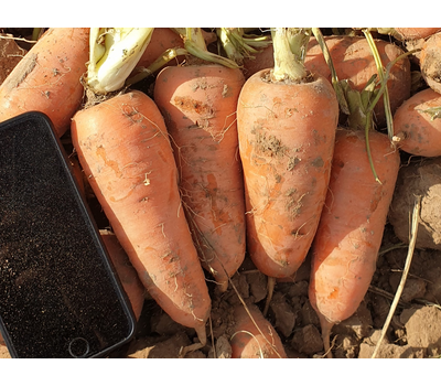  Тангерина F1 - семена моркови, 100 000 семян, (фр. от 1.4 до 2.8), Takii Seed/Таки Сидс (Япония), фото 2 