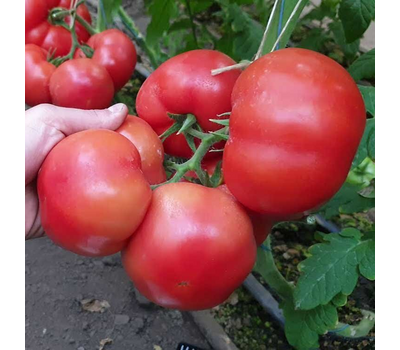  Хаят F1 - семена томатов, 500 семян, Sakata seeds/Саката сидз (Япония), фото 2 