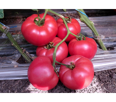 Львович F1 - семена томатов, Global Seeds/Глобал Сидс (Россия) - купить винтернет-магазине fremercentr.ru быстрая доставка. Почтой или ТК.