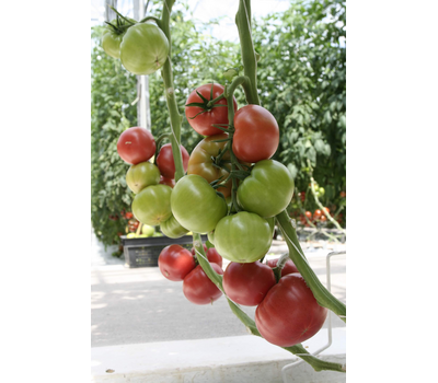  Мамба F1 - семена томатов, 100 семян, Гавриш/Gavrish (Россия), фото 2 
