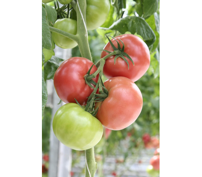  Мамба F1 - семена томатов, 100 семян, Гавриш/Gavrish (Россия), фото 3 