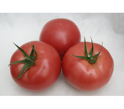  Мамба F1 - семена томатов, 100 семян, Гавриш/Gavrish (Россия), фото 5 