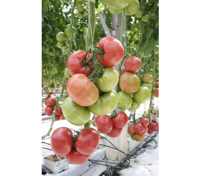 Мамба F1 - семена томатов, 100 семян, Гавриш/Gavrish (Россия), фото 4 