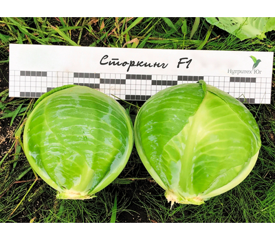 Сторкинг F1 (14004 F1) - семена капусты белокочанной, 2 500 семян, Greentime/Гринтайм (Испания), фото 3 