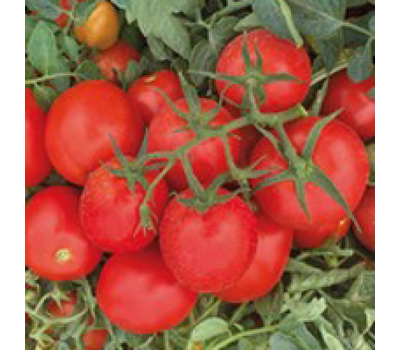  Ферст F1 - томат детерминантный, 1 000 семян,  Seminis (Семинис) Голландия, фото 1 