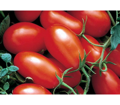  Хайпил 108 F1 - томат детерминантный, 1 000 семян, Seminis/Семинис (Голландия), фото 1 