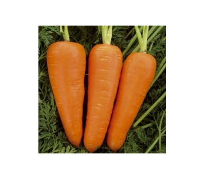  Ред Кор  - семена моркови, 50 и 500 гр, Sakata seeds/Саката сидз (Япония), фото 1 
