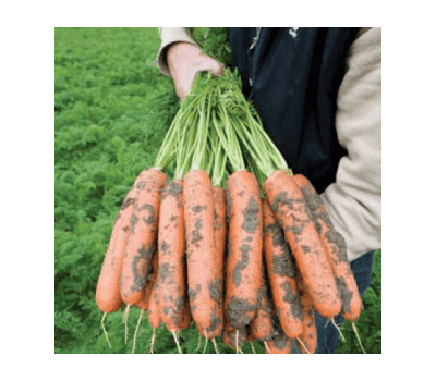  Балтимор F1 - семена моркови, 1 000 000 семян (прецизионные, фр. от 1,6 до 2,6 мм), Bejo/Бейо (Голландия), фото 1 