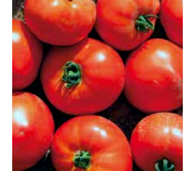  Усмань F1 - семена томатов, 1 000 семян, Enza Zaden/Энза Заден (Голландия), фото 1 
