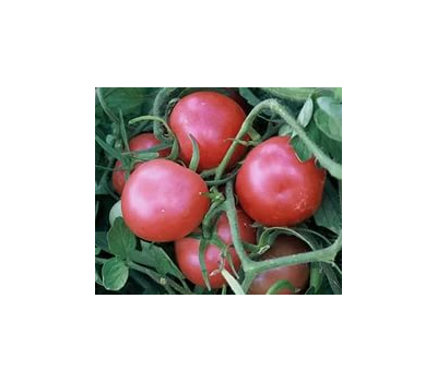  Рианна  F1 - семена томатов, 500 семян, Sakata seeds/Саката сидз (Япония), фото 1 