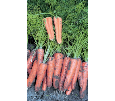  Канада F1 - семена моркови, 1 000 000 семян (прецизионные, фр. от 1,6 до 2,6 мм), Bejo/Бейо (Голландия), фото 1 