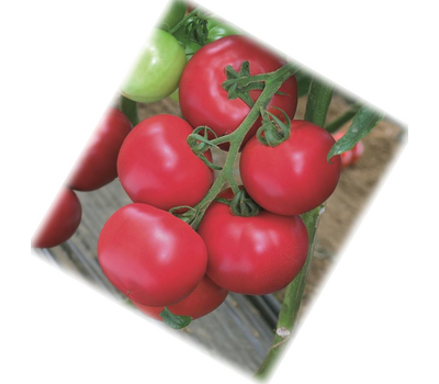  Пинк Импрэшн F1 (TM 10739) - семена томатов, 50 и 500 семян, Sakata seeds/Саката сидз (Япония), фото 1 