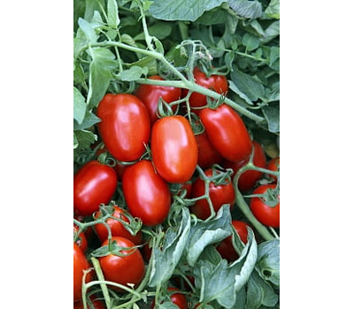  Ретана F1 - томат детерминантный, 1 000 семян, Vilmorin/Вилморин (Франция), фото 1 