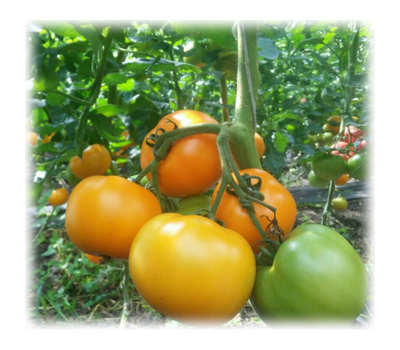  Ti - 169 F1 - семена томатов, 250 семян, Takii Seed/Таки Сид (Япония), фото 1 