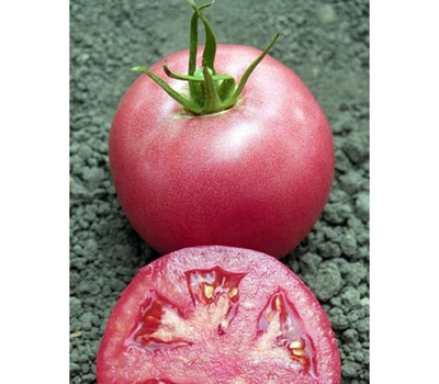  Пинк Буш F1 - семена томатов, Sakata seeds/Саката сидз (Япония), фото 1 