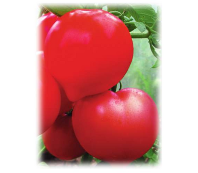  Государь F1 - семена томатов, 1 000 семян, Поиск (Россия), фото 1 