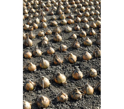  Эксибишен - семена лука репчатого, 10 000 и 250 000 семян, Bejo/Бейо (Голландия), фото 2 