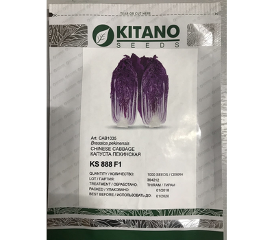  Ямада F1 (KS 888 F1) - капуста пекинская, пурпурная, Kitano seeds/Китано сидз (Япония), фото 2 