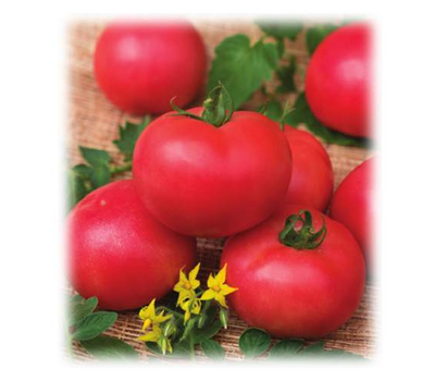  Персиановский F1 - семена томатов, Поиск (Россия), фото 1 