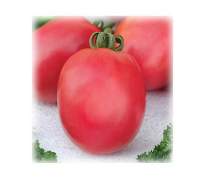  Новичок Розовый - семена томата, 50 и 500 гр.(банка), Поиск (Россия), фото 1 