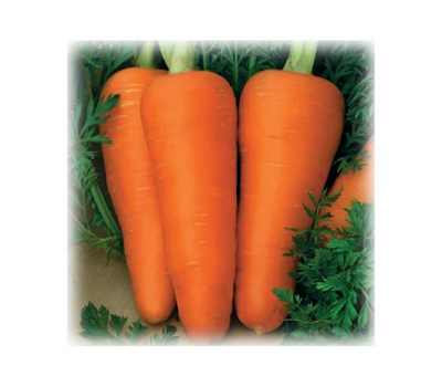  Шантенэ Роял - семена моркови, 500 гр (банка), (фр. 1,4-1,6 мм), Поиск (Россия), фото 1 