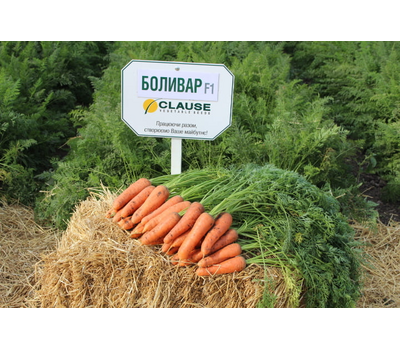 Боливар F1 - семена моркови, Clause/Клаус (Франция), фото 1 