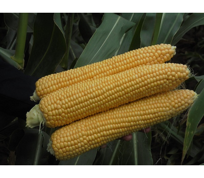  Киара F1 - кукуруза сахарная, 5 000 и 50 000 семян, Clause/Клаус (Франция), фото 1 