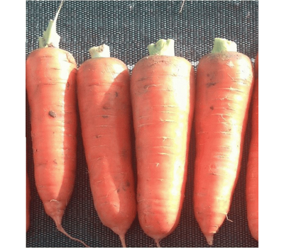  Курода Пауэр  - семена моркови, 1 кг, Sakata seeds/Саката сидз (Япония), фото 1 