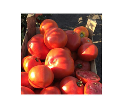  СВ 5215 ТД F1 - томат детерминантный, 1 000 семян, Seminis/Семинис (Голландия), фото 1 