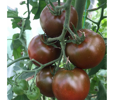  Полярис F1 (БИГ Сашер F1) - семена томатов, 500 семян, Yuksel/Юксел (Турция), фото 1 