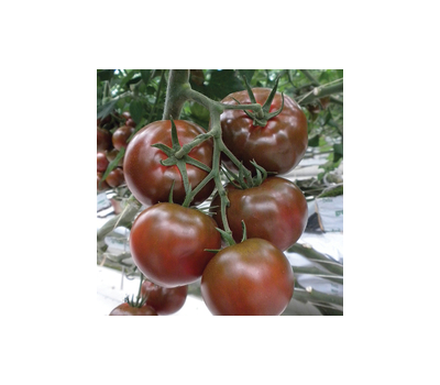  Сашер F1 - семена томатов, 500 и 1 000 семян, Yuksel/Юксел (Турция), фото 2 