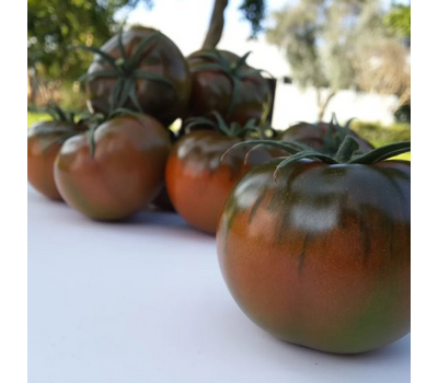  Сашер F1 - семена томатов, 500 и 1 000 семян, Yuksel/Юксел (Турция), фото 4 