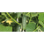  СВ 4097 ЦВ F1 - семена огурцов корнишонов, 250 и 1 000 семян, Seminis/Семинис (Голландия), фото 2 