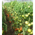  Берберана F1 - семена томатов, 500 семян, Enza Zaden/Энза Заден (Голландия), фото 4 