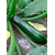 Бриллиант F1 - семена кабачка цукини, 1 000 семян, Semillas Fito/Семиллас Фито (Испания), фото 1 