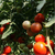  Берберана F1 - семена томатов, 500 семян, Enza Zaden/Энза Заден (Голландия), фото 3 